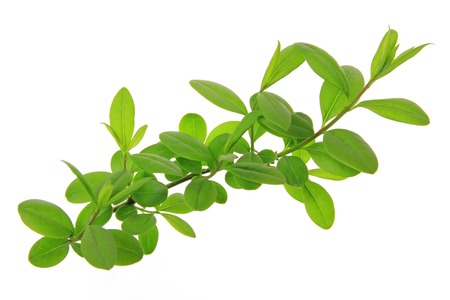 Ligustrum blader